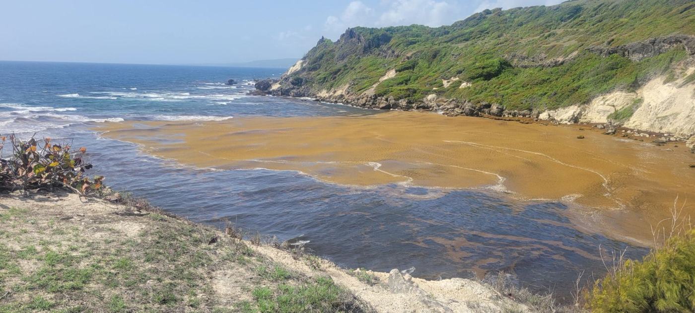 Barbados: Invasive Sargassum of the Caribbean