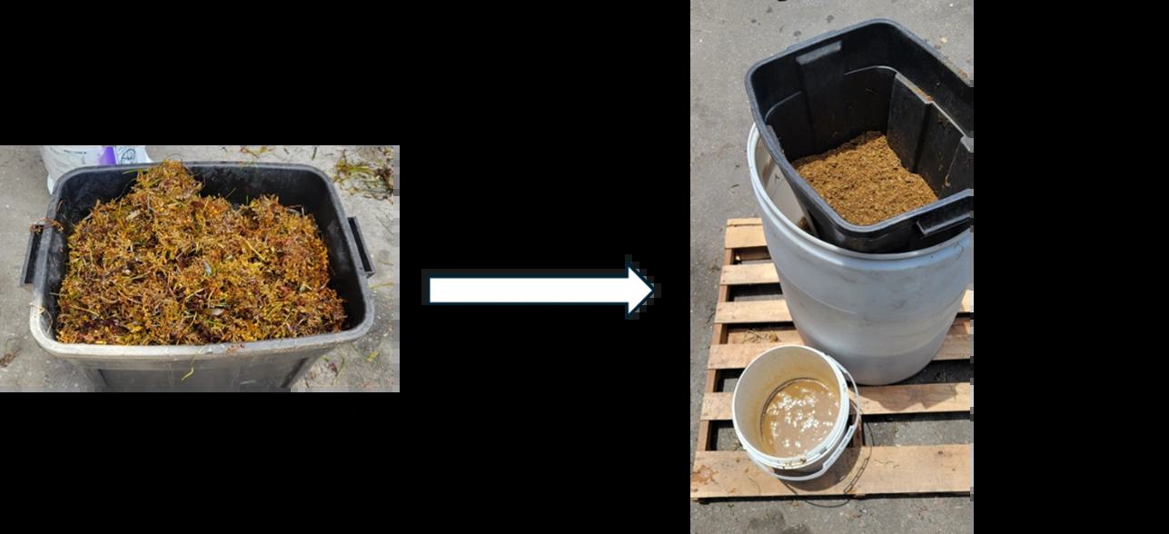 Before and after of the sargassum screw press trial