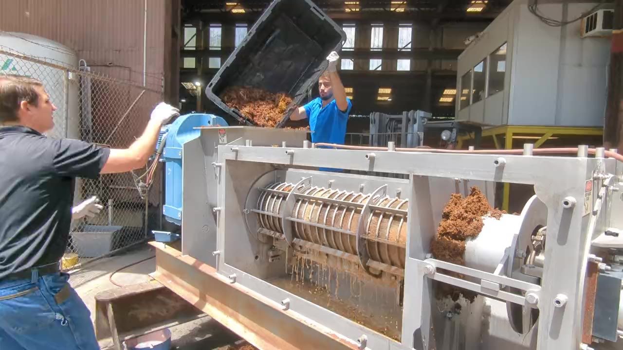 Sargassum being loaded into an open screw press, with liquid draining through the screen